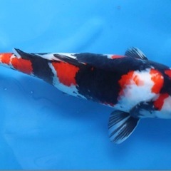 昭和三色（錦鯉）の画像