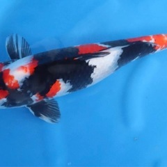 昭和三色（錦鯉）の画像