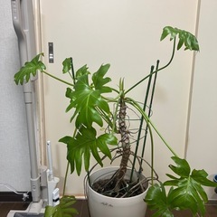 クッカバラ鉢植えの画像