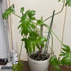 クッカバラ鉢植えの画像
