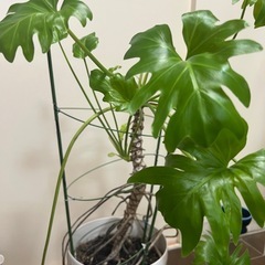クッカバラ鉢植えの画像