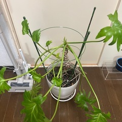 クッカバラ鉢植えの画像