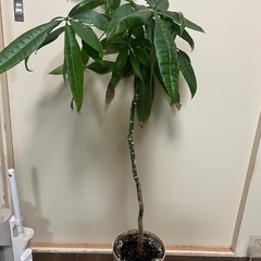 パキラ鉢植えの画像