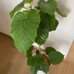 【決まりました】観葉植物　ウンベラータ　の画像