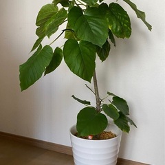 【決まりました】観葉植物　ウンベラータ　の画像