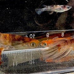 和墨3色　めだか　めだかメダカの画像