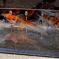 和墨3色　めだか　めだかメダカの画像