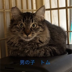 \(◡̈)/トムジェリマリー\(◡̈)/