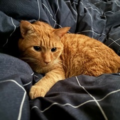 茶トラ　オス　推定7歳