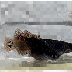 オランジェ めだか ダルマ含む　＊写真の個体全ての画像