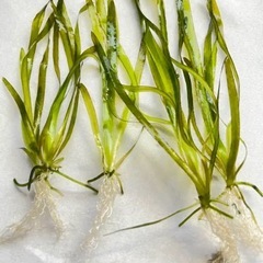 バリスネリア　大量　サービスの画像