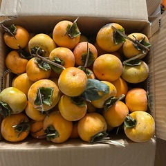 渋柿　100個くらいの画像