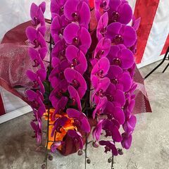 新しくて立派な胡蝶蘭を安くでお譲りします！の画像