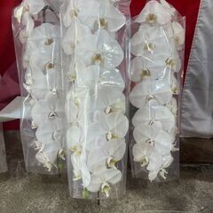 新しくて立派な胡蝶蘭を安くでお譲りします！の画像