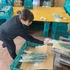 平均年齢２５歳！楽しい職場の農業スタッフ募集中の画像