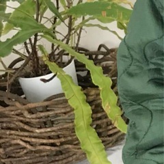 大型　プランターバスケット　プランターカバーの画像