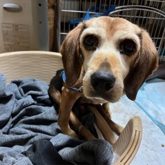 下半身不随ビーグル