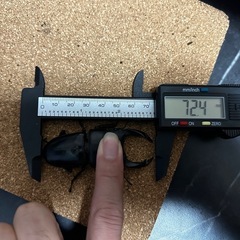 オオクワガタ　ペアの画像