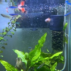 【受け渡し予定者決定】 11/4まで熱帯魚の画像