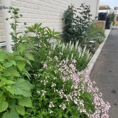 ネメシア コンフェッティ/鉢ごとの画像