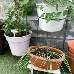 ブドウムスカリ/鉢ごとの画像