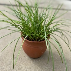 ブドウムスカリ/鉢ごとの画像