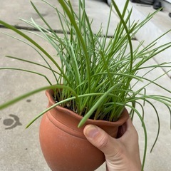 ブドウムスカリ/鉢ごとの画像