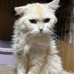 スコティッシュ　女の子