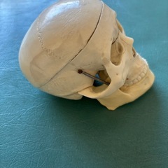 頭蓋骨模型
の画像