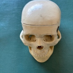 頭蓋骨模型
の画像