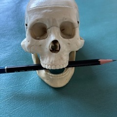 頭蓋骨模型
の画像