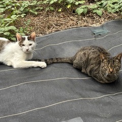 ❤️里親さん募集〜（決まり次第保護します）