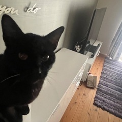 めちゃくちゃ人懐こい男の子（推定6ヶ月）