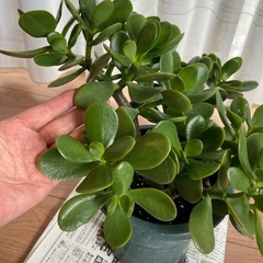 金のなる木　元気です！の画像