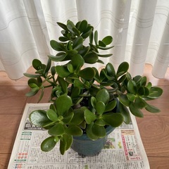 金のなる木　元気です！の画像