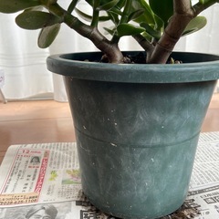 金のなる木　元気です！の画像