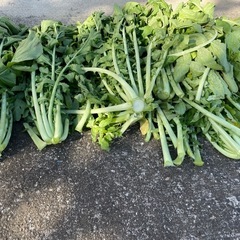 大根の葉っぱ🍀の画像