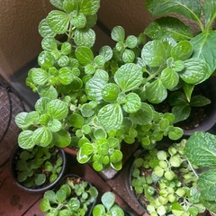 アロマティカス　1鉢の画像