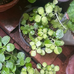 アロマティカス　1鉢の画像