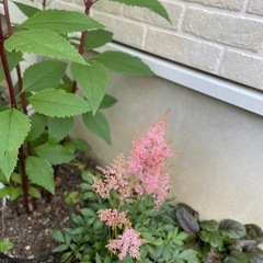 アスチルベ/ピンク/鉢ごとの画像