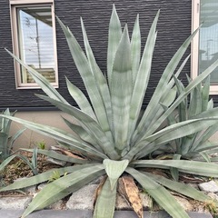 巨大アガベ地植えガーデニング　多肉植物の画像