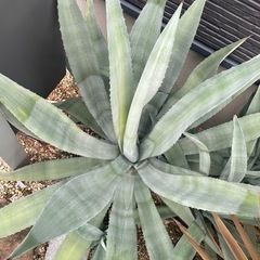巨大アガベ地植えガーデニング　多肉植物の画像