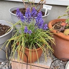 ブドウムスカリ/鉢ごとの画像