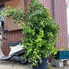 【引き取り限定】高さ2mのガジュマル（10年育てた株）大阪市淀川区の画像