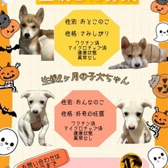 【里親さん決まりました】🐶子犬ちゃん🐶