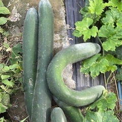 農薬不使用-自然育てのウリ カリカリで美味しいの画像
