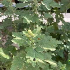 八重クリサンセマム（菊）/鉢ごとの画像