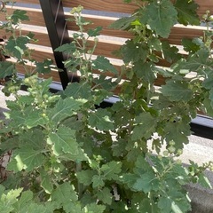 八重クリサンセマム（菊）/鉢ごとの画像