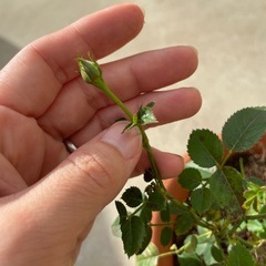 ミニバラ/ピンク/蕾あり/鉢ごとの画像