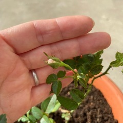 ミニバラ/ピンク/蕾あり/鉢ごとの画像